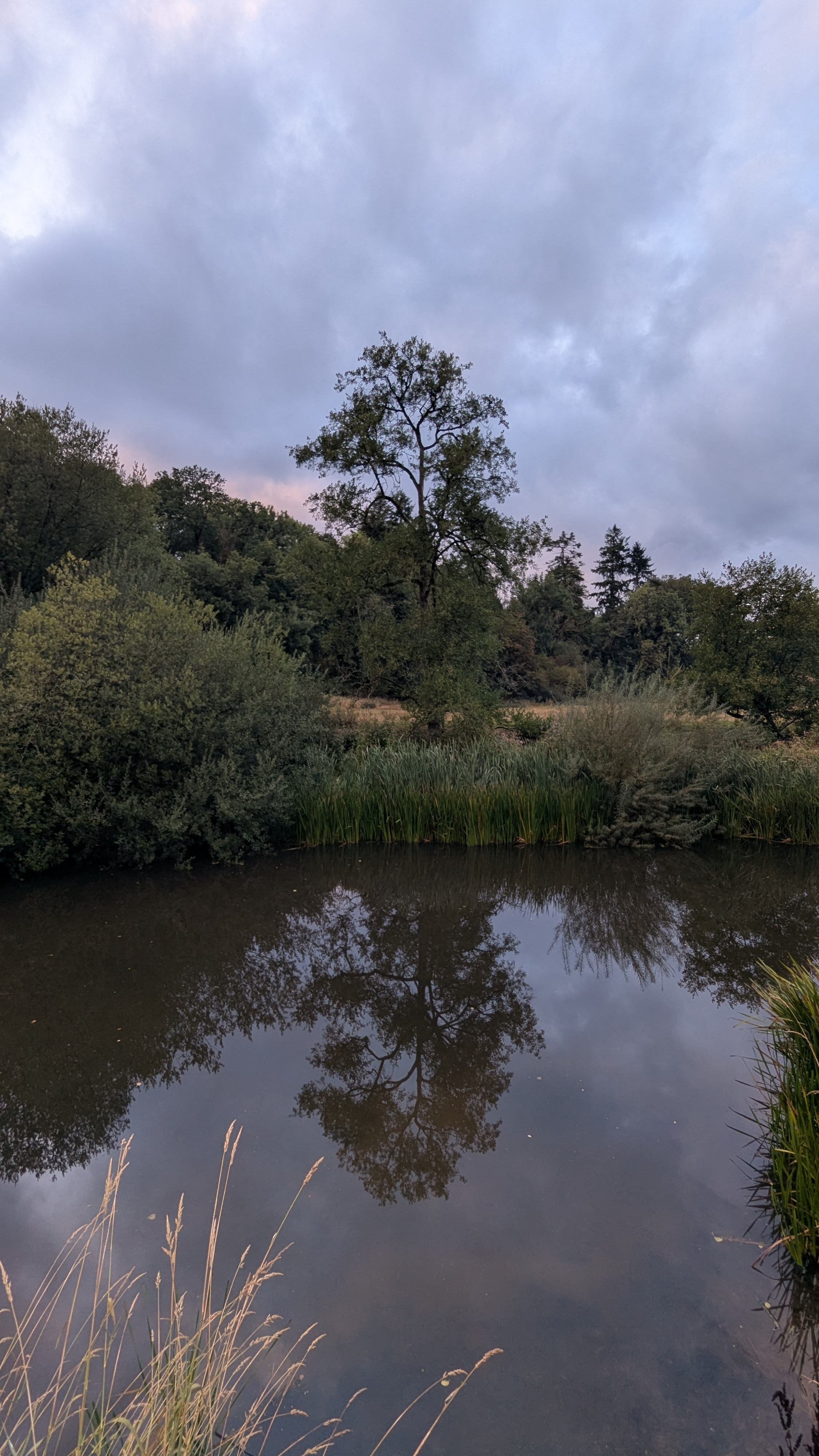 A view across the river to a bank with bushes and reeds, plus a large tree, that all reflect on the smooth surface of the water. September 2026. Wales, U.K.