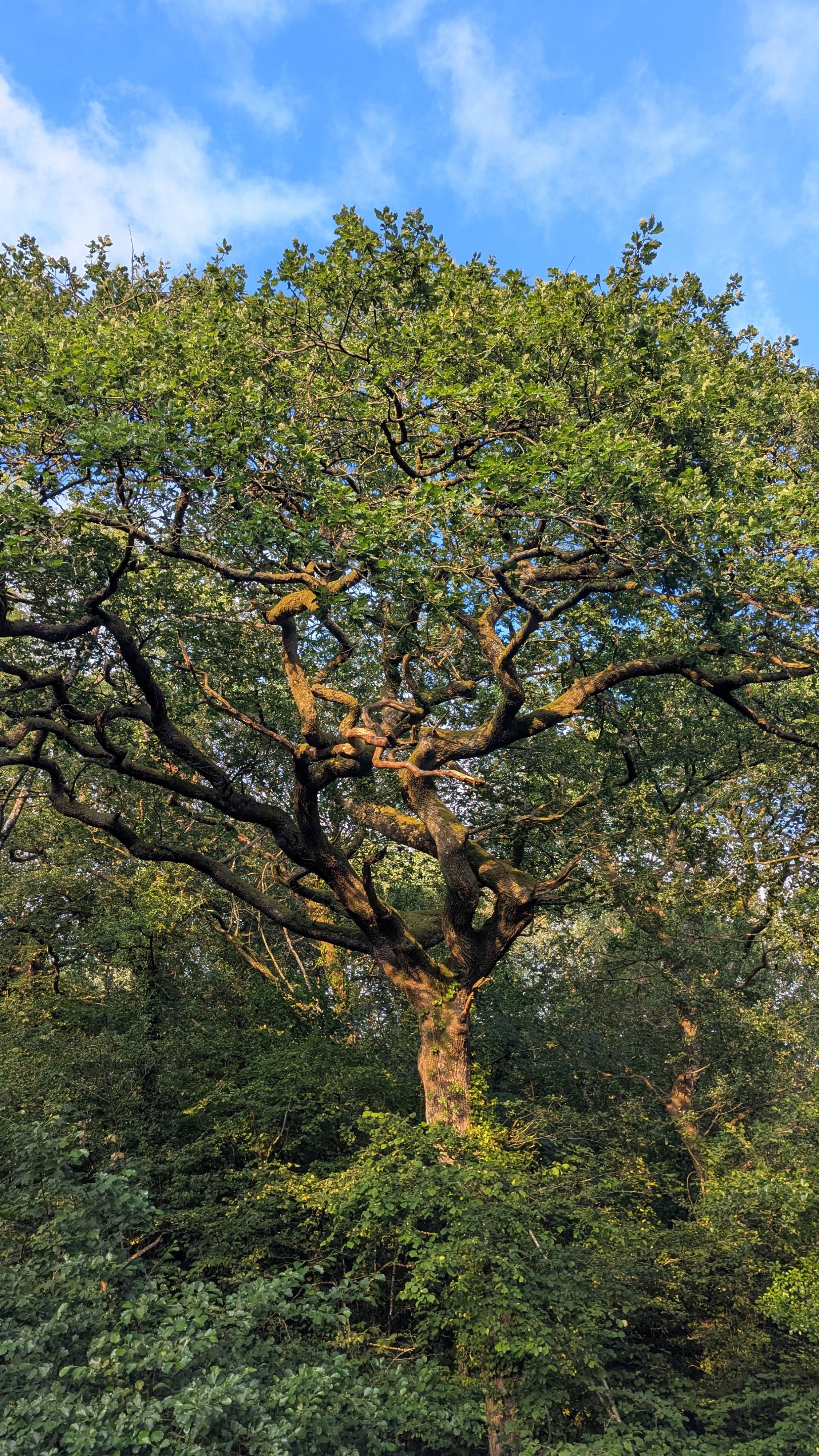 Looking up at a large oak tree, it's branches spread out like lightning, below it the dense forest is thick with greenery that covers most of the trunk. In the canopy, the verdant leaves shimmer in the sunshine. Blue azure above is accentuated by thin clouds. August 2026. Wales, UK.