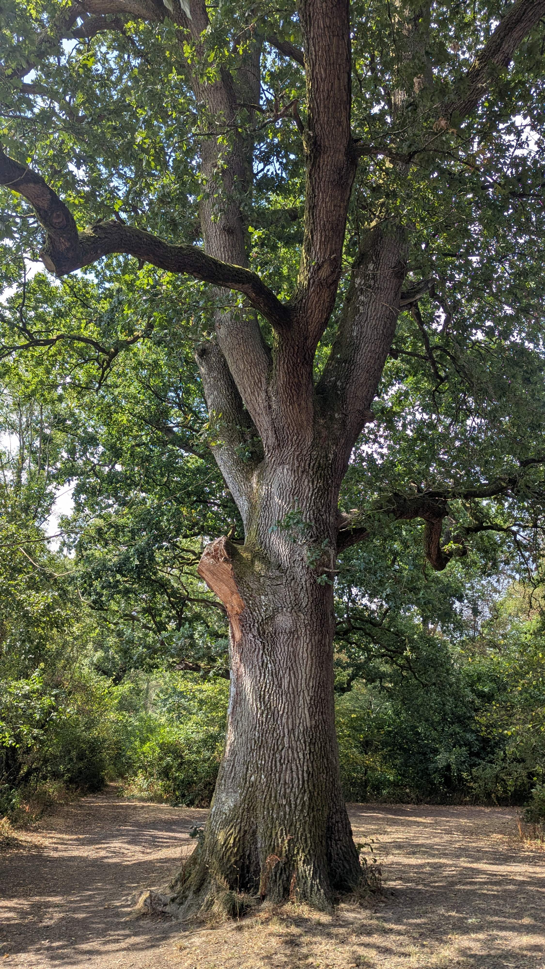 A large oak tree stands alone in the woodland. One of its.oower bows has broken off. September 2026. Wales, UK.